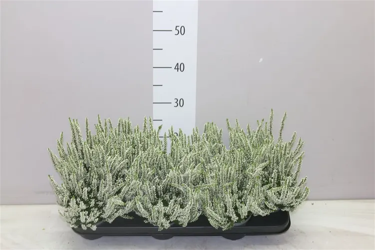 Calluna Beauty Ladies Wit črepník 9,5 cm