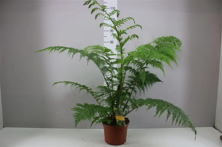 Cyathea Cooperi črepník 24 cm