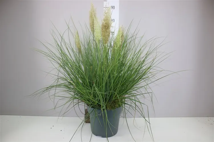 Cortaderia Selloana Tiny Pampa črepník 27 cm