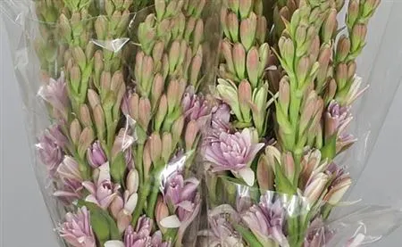 Polianthus Pink Sapphir 60 cm