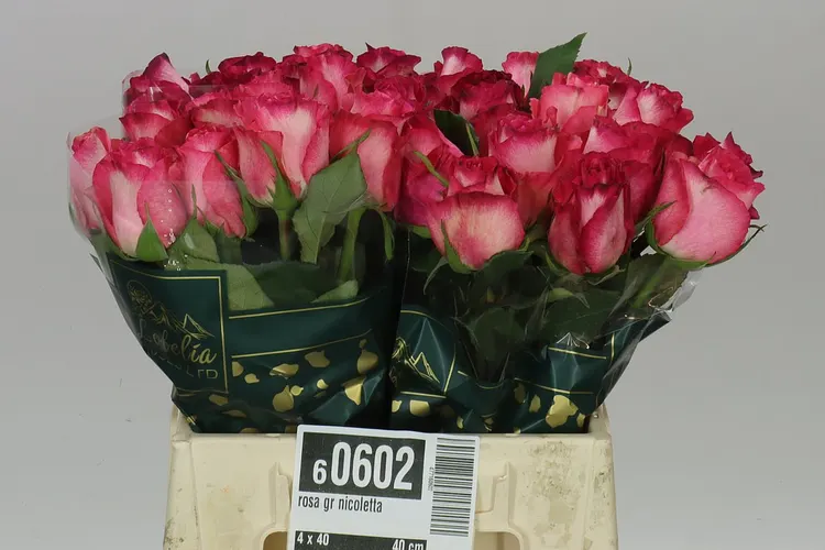 Rosa Gr Nicoletta 40 cm