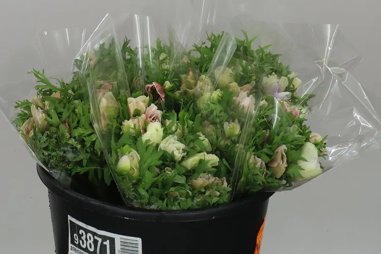 Anemonen Mistral White 40 cm