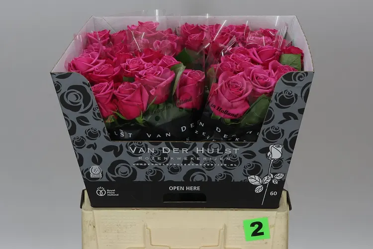 Ruža Kiss Me Kate 60 cm