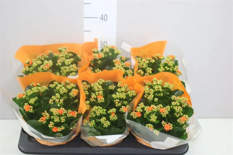 Kalanchoe Rosalina Oranje črepník 15 cm