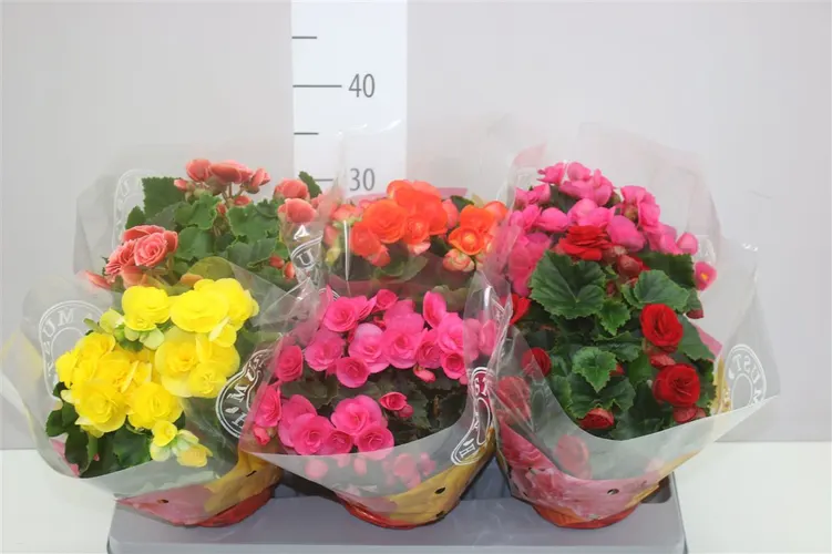 Begonia Du Gemengd črepník 13 cm