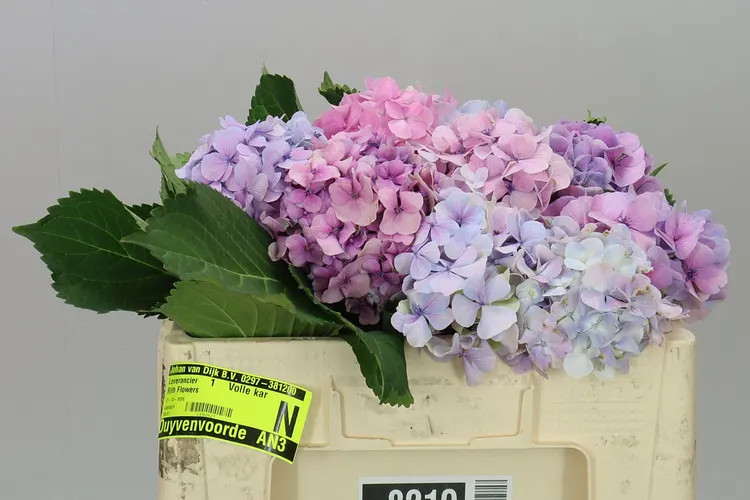 Hortenzia Grandeu Lilac 50 cm