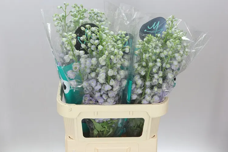 Stračonôžka Elatum Triton Lavender 80 cm
