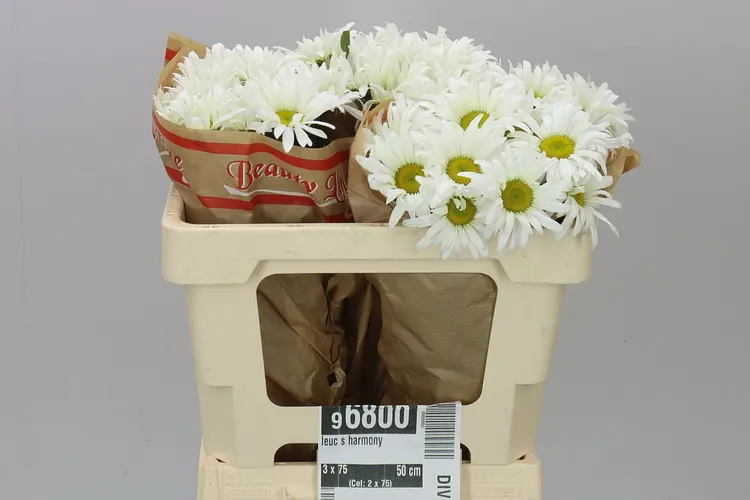 Leucanthemum Vulg White 50 cm