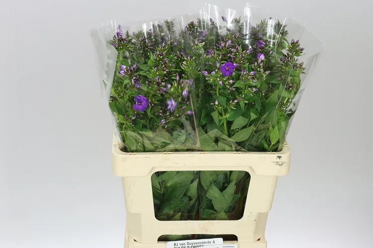 Phlox P Crissy Blue 60 cm