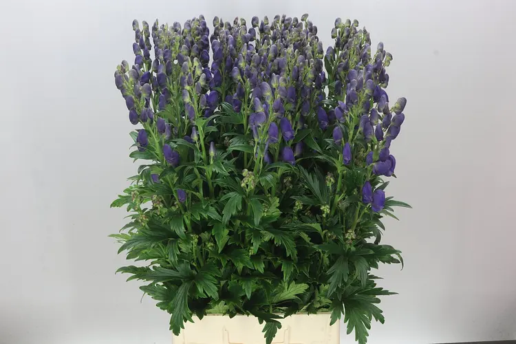 Aconitum Car Arendsii 90 cm