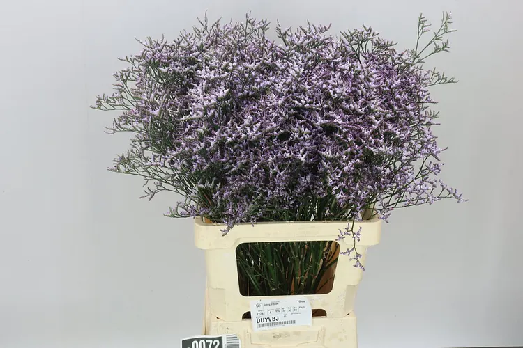 Limónium Saf Lilac 70 cm
