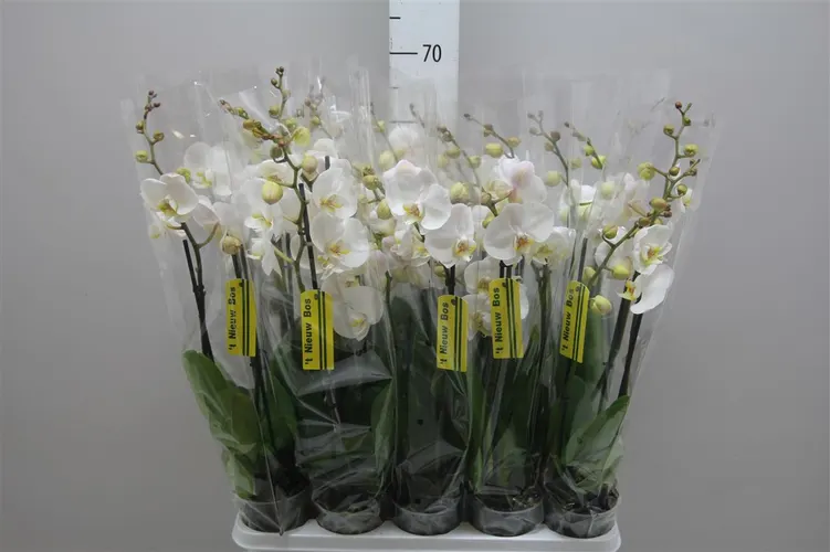 Orchidea Phalaenopsis biela, 3 výhony črepník 12 cm