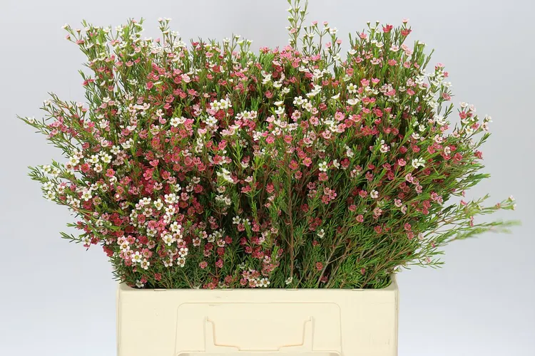 Voskovka (Wax Flower)