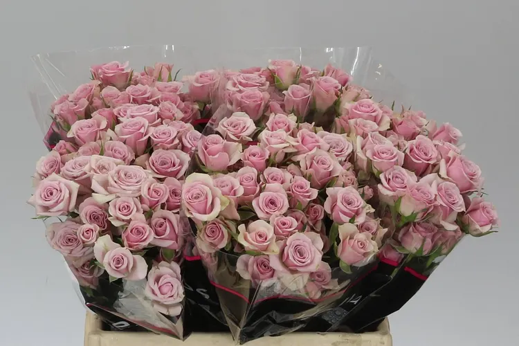 Rosa Tr Leila 40 cm