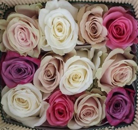 Ruža Rb Blush, Ekvádor 60 cm