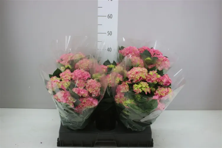 Hortenzia črepníková Hi Halo Pink 7+ črepník 14 cm