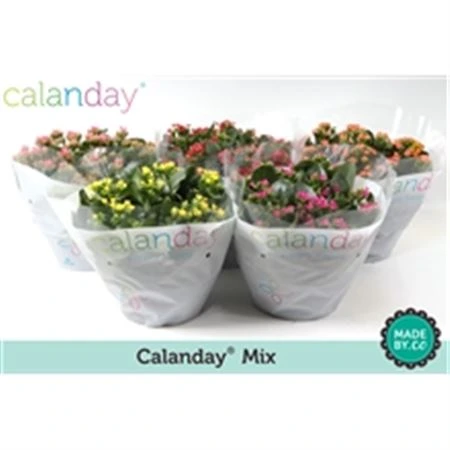 Kalanchoe (Kalanchoe)