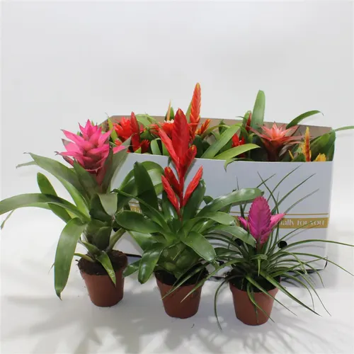 Brómelia mix črepník 10,5 cm
