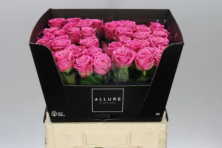 Ruža Charlotte 60 cm