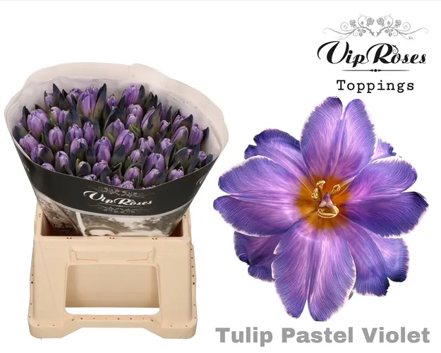 Tu En A Pastel Violet 40 cm