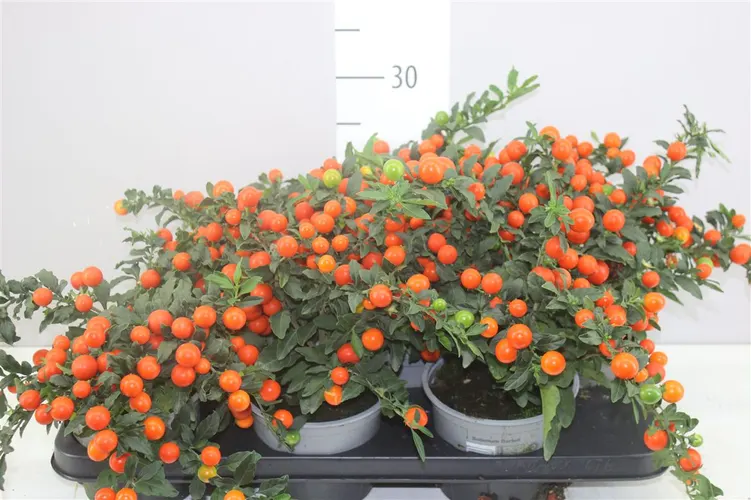 Solanum Ps Bartolli Bes črepník 14 cm