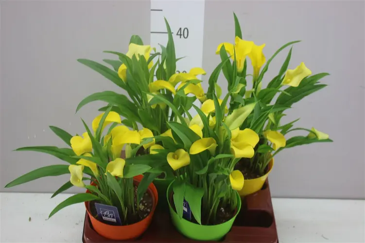 Kala Sunclub v obale Ompot Colour črepník 14 cm