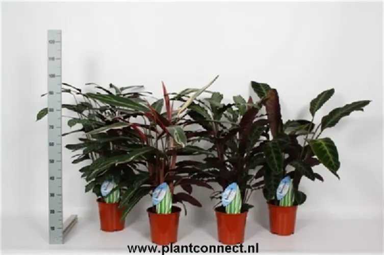 Calathea mix črepník 19 cm