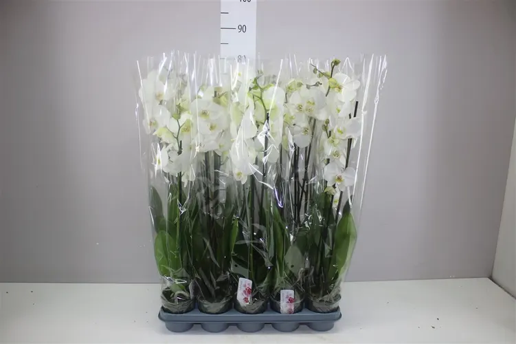 Orchidea Phalaenopsis biela Xl A2, 2 výhony črepník 12 cm
