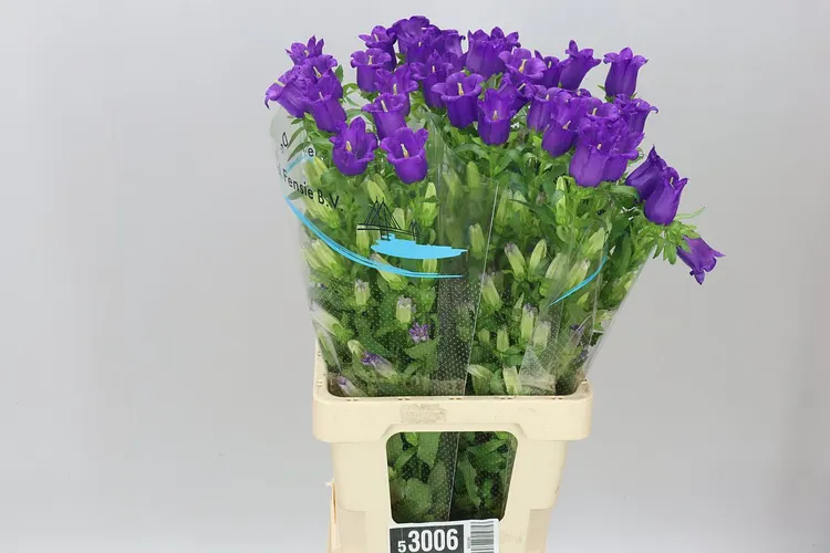 Campanula M Champ Blue 70 cm