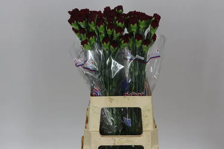 Karafiát Burgundy 70 cm