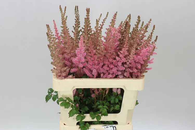 Astilbe Black Currant 60 cm
