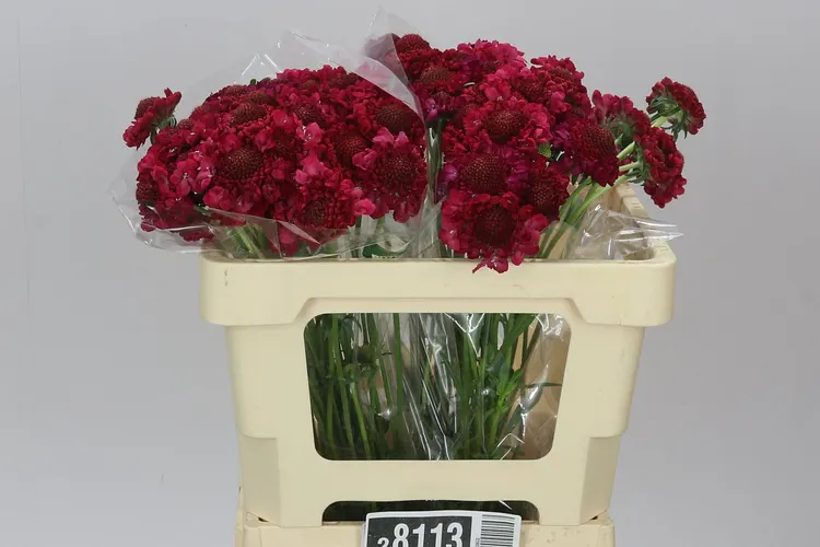 Scabiosa Atr Hot Pink Scoop 50 cm