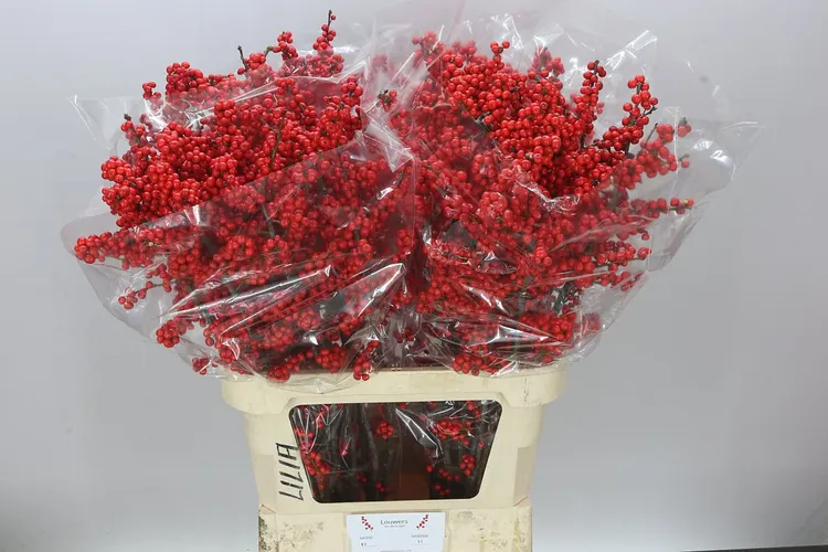 Ilex 90 cm
