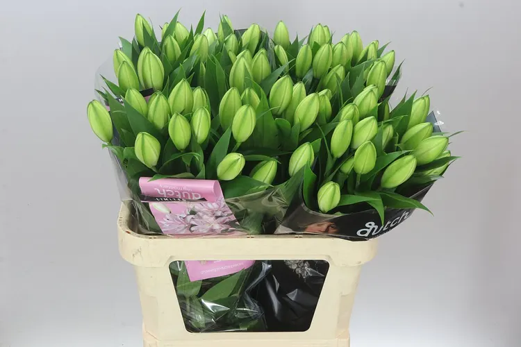 Ľalia orientálna Roselily Anouska ( Double ) 80 cm