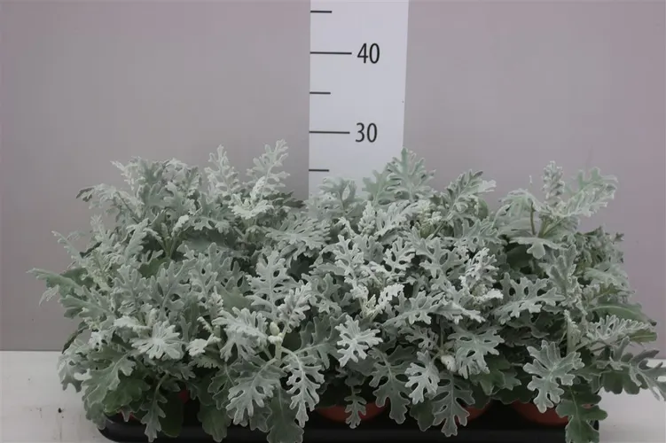 Senecio Cineraria črepník 12 cm