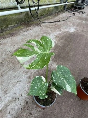 Monstera Thai Constellation črepník 17 cm