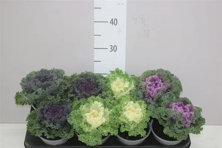 Brassica Sierkool Gekruld Gemengd črepník 13 cm
