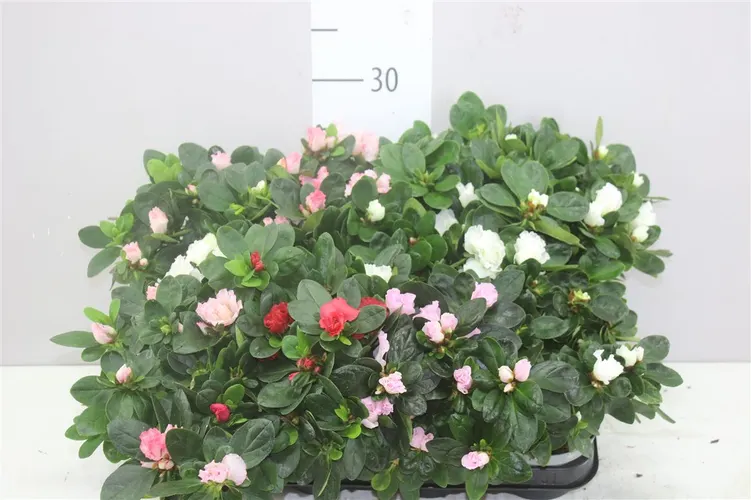 Rhododendron Si Gemengd črepník 10,5 cm