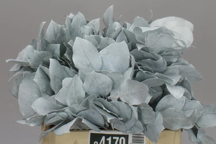 Salal Tips White 45 cm