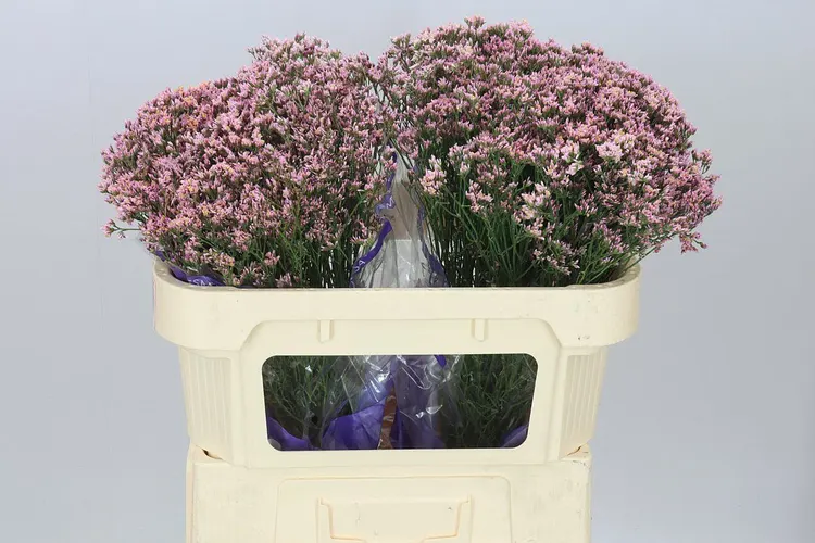 Lim. Sin Pink Activa 80 cm
