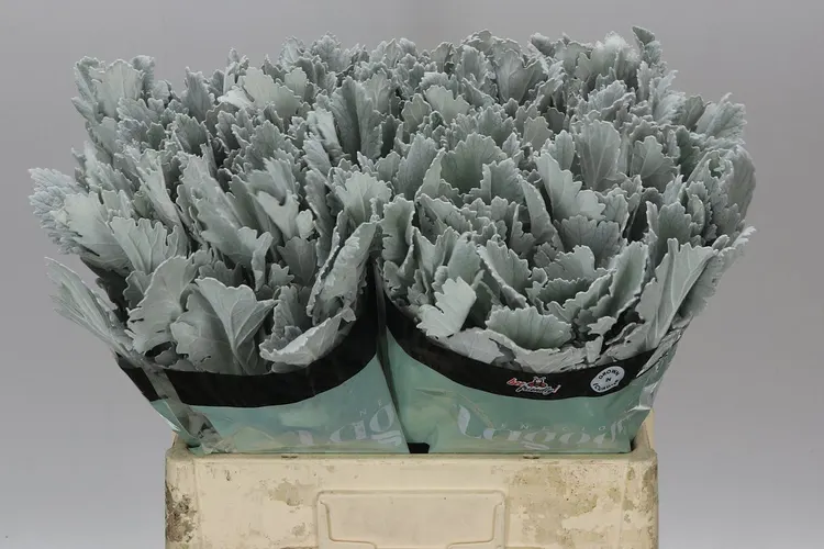 Senecio New Look 50 cm