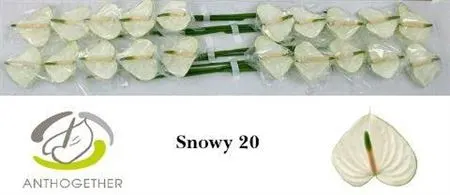 Anth Snowy