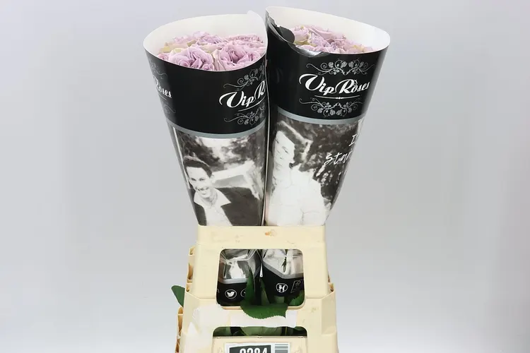 Rosa Gar Vip Villa Lilla 70 cm