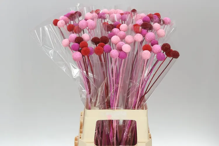 Craspedia Klb Bh Love mix 70 cm