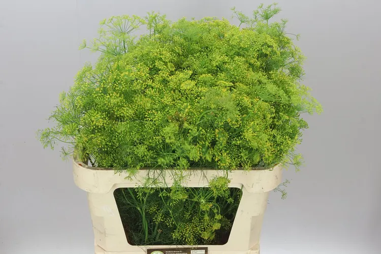 Anethum Graveolens 80 cm