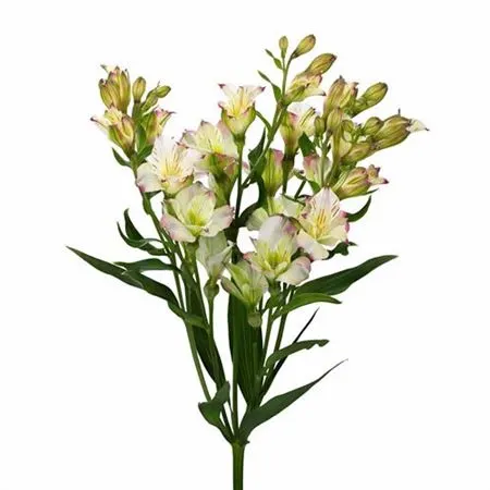 Alstro Charmelia Lolea 70 cm