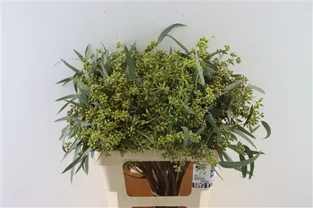 Euca Robusta Berries 65 cm