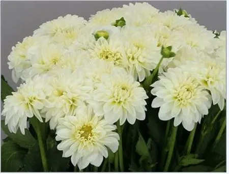 Dahlia Snow Cap 50 cm