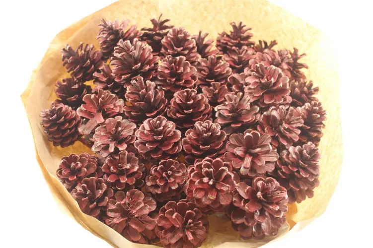 Pine Cone Choco, sušené 50 cm