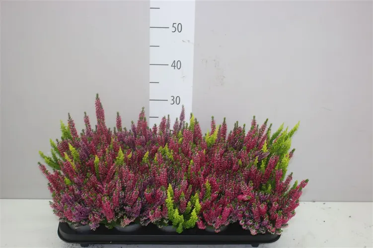 Calluna Beauty Ladies Trio Milca Gelb črepník 10,5 cm
